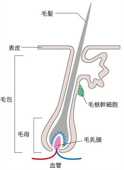 発毛の仕組み